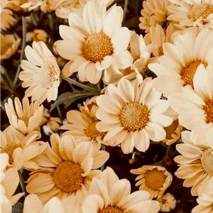 Meet your Posher, Darla